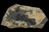 Pennsylvanian Fern (Neuropteris) Fossil - Kinney Quarry, NM #80508-1